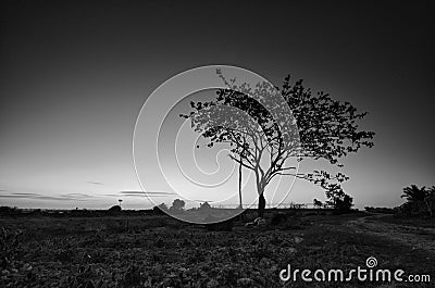 Black and white image of the lonely desolated trees,Â  with moody stormy sky in the background. Stock Photo